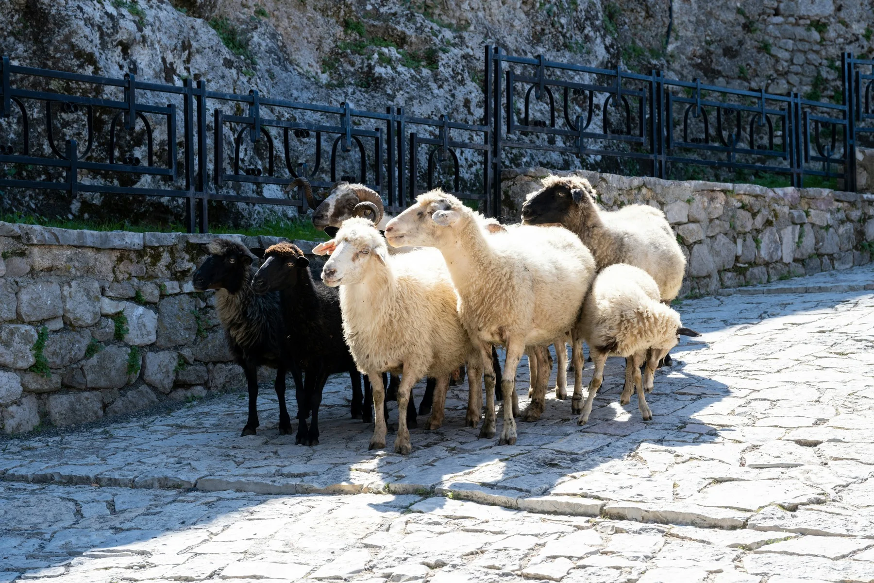 Krujë